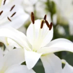 flowers lily funeral obit obituary shutterstock 110614931 4 07175407827